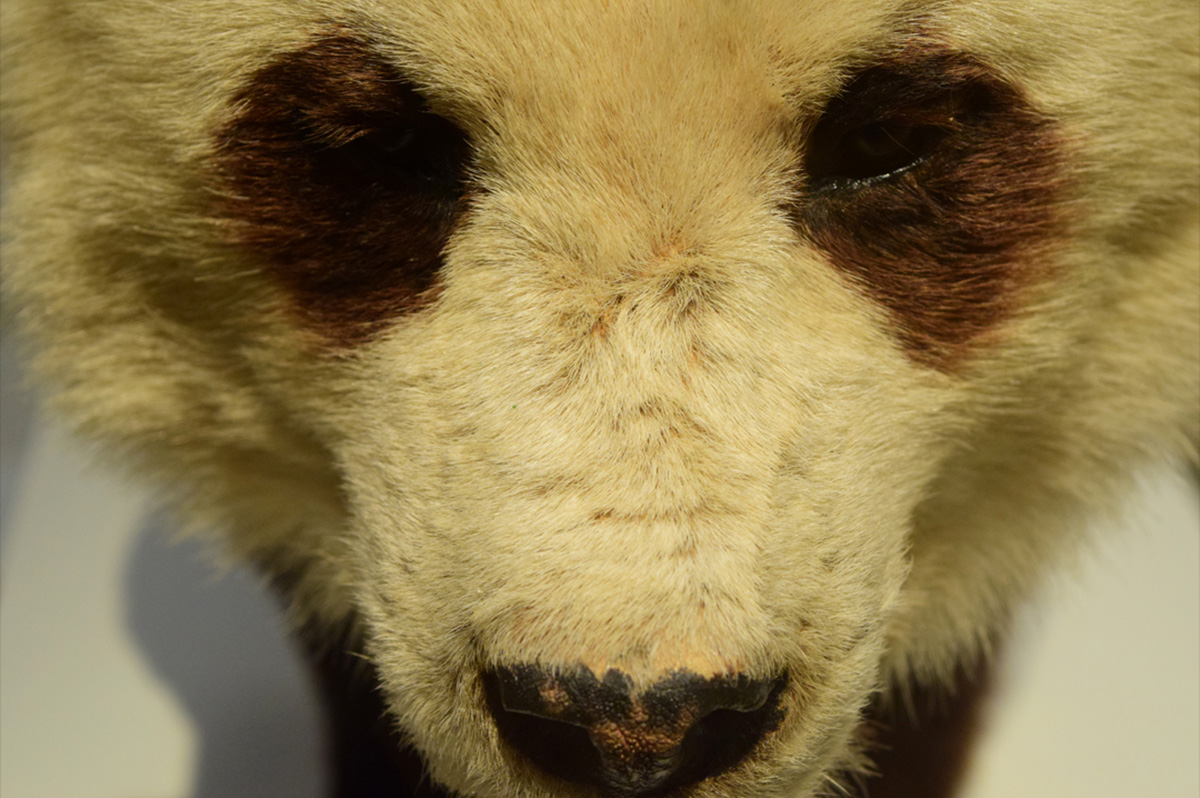 Close up shot of a Panda's face